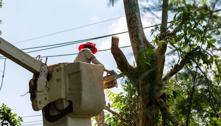 Tree care and maintenance services in Peachtree City