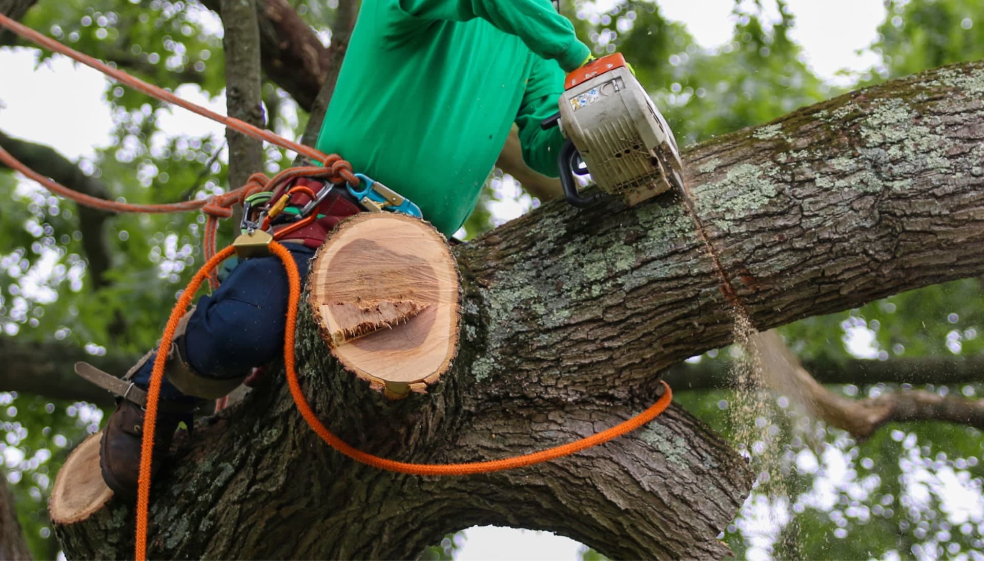 Relax with Peachtree City best tree removal.