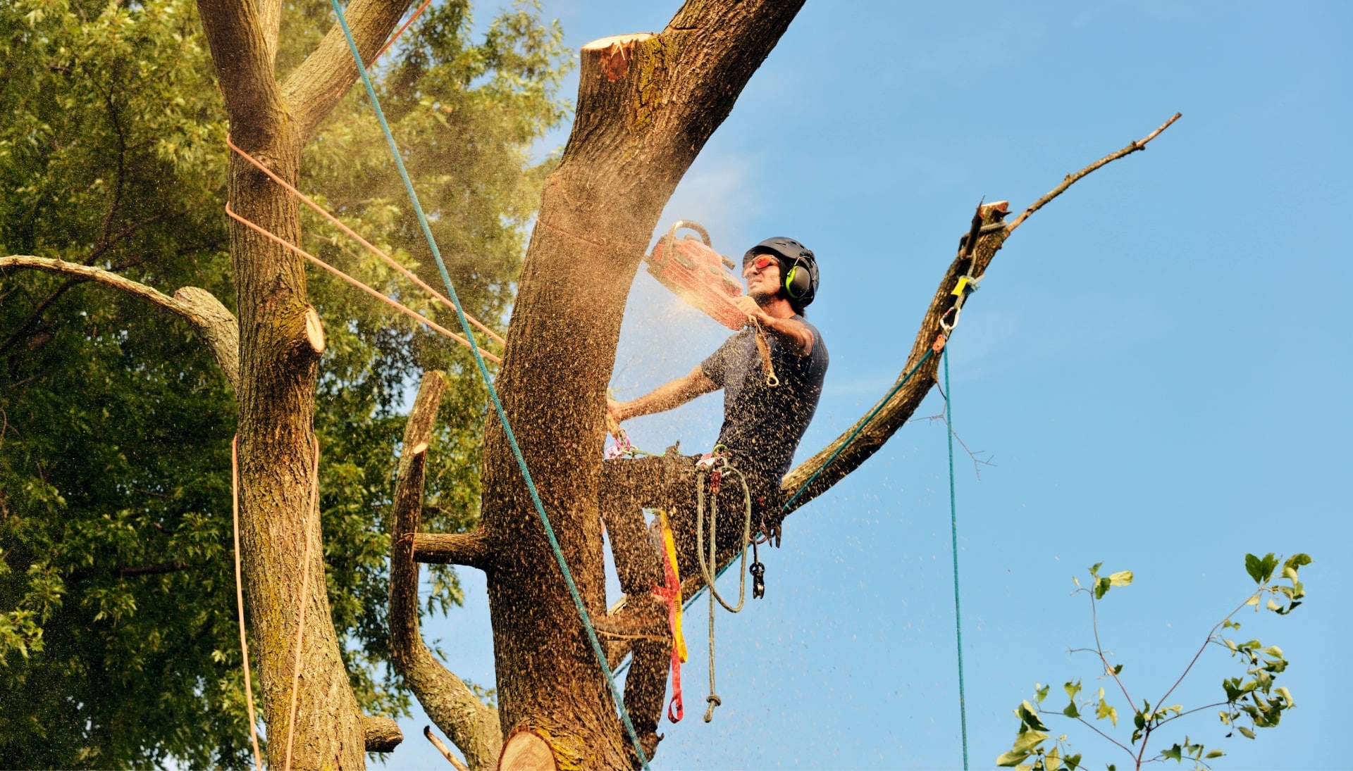 Peachtree City tree removal experts solve tree issues.