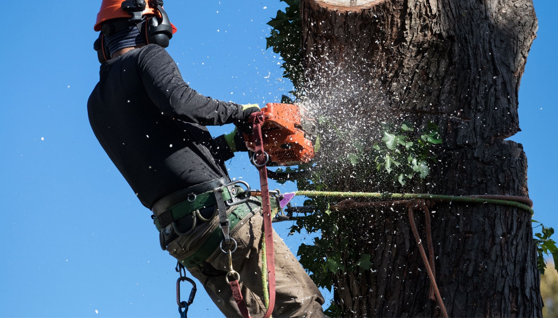 Professional Tree removal solutions in Peachtree City